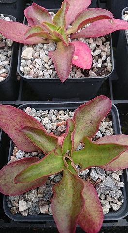 Lewisia tweedyi - 8cm pot 